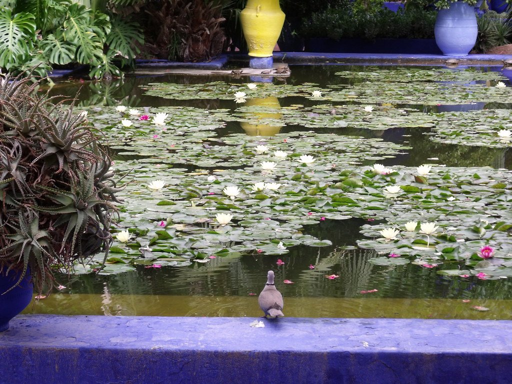 Il bacino blu del Jardin Majorelle